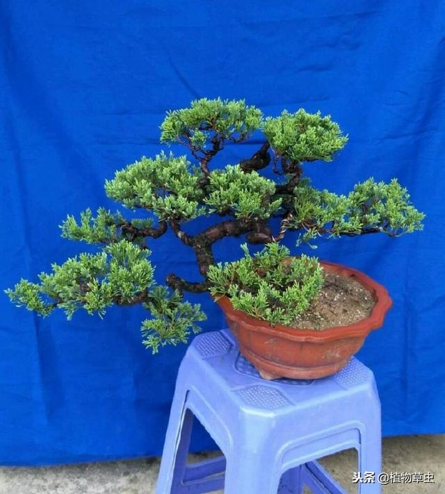 墓地绿化树苗有哪几种,松柏树能治疗白头发吗(养了十五年的真柏树盆景