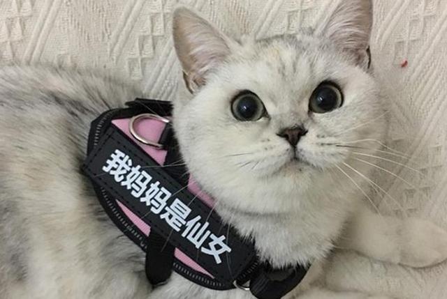 牵引绳有什么用，牵引绳安全吗（现在遛猫都用上牵引绳了么）