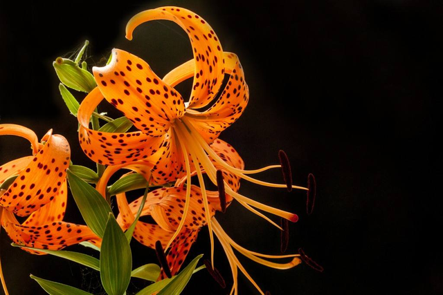 百合花的特点，挖了熬粥、做饮料（小练笔百合花的特点）