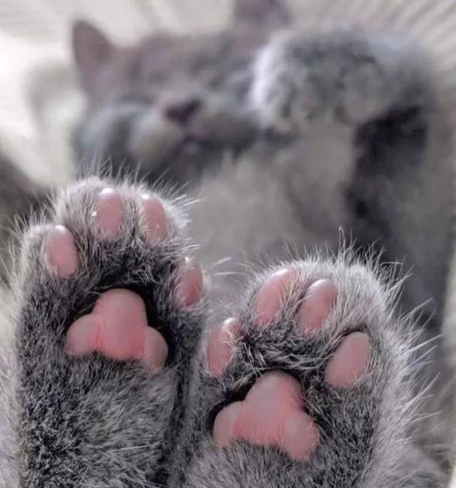 可爱表情包.抱我的小猫腿舔我的jio，微信头像，可爱表情包.抱我的小猫腿舔我的jio（却把评论区逼成了恋jio癖哈哈哈）