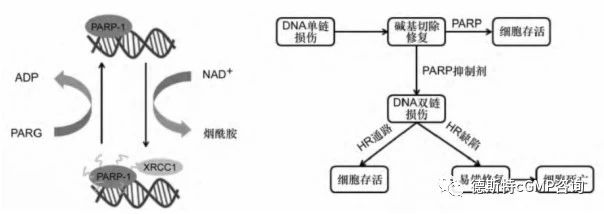 乐呋的功效，乐呋有功效吗（PARP抑制剂之“帕利”药物）