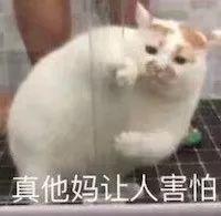 梵猫多少钱 梵猫的价格