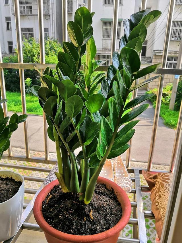 山药豆是什么，山药豆是什么样子的图片（挖出一把“山药豆”）