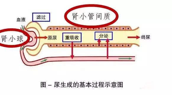 渗透压高是什么意思，蜂蜜渗透压高是什么意思（一个被忽视的肾病恶化预测指标）