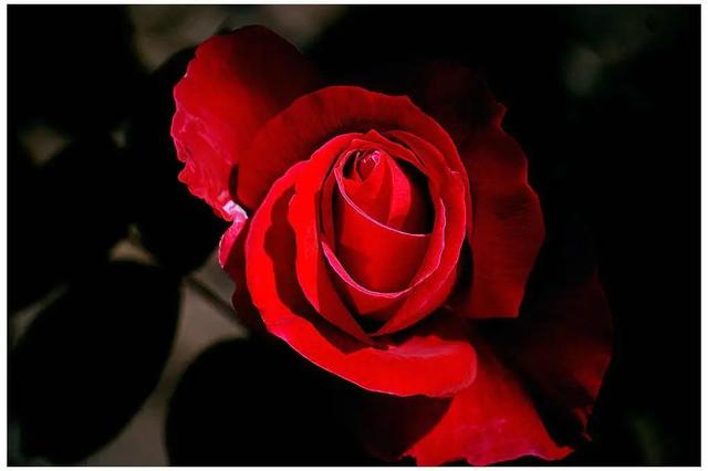 茉莉清茶十二星座，十二星座专属饮料（12星座的女生适合什么样的香水——水瓶座）