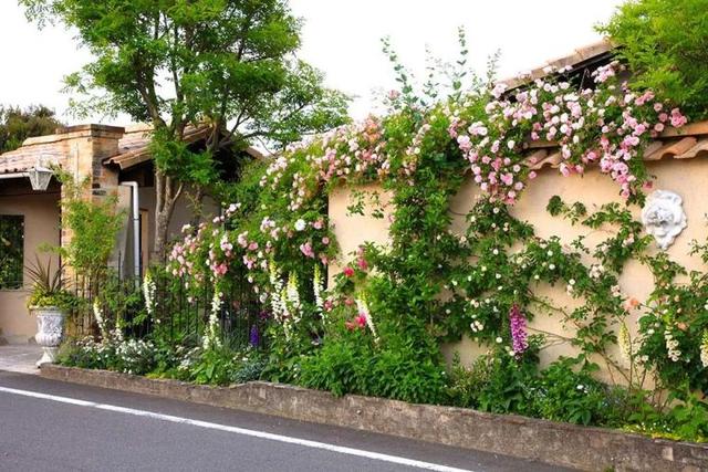 月季花品种，十大经典品种（凭一己之力撑起了整个花园的颜值）