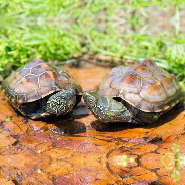 家里养乌龟有什么好处呢，家里养乌龟有啥好处（为什么会爱上养龟）