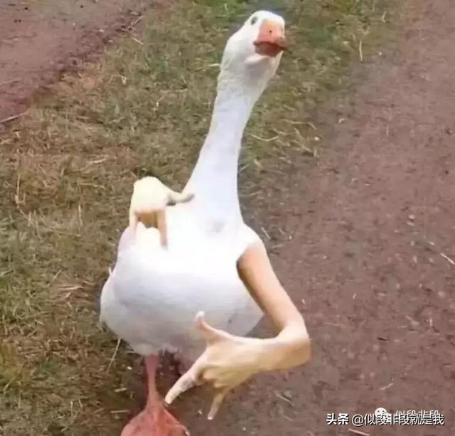 梦见自己大便是什么意思，梦见大便是什么意思啊（沙雕网友的奇葩梦）
