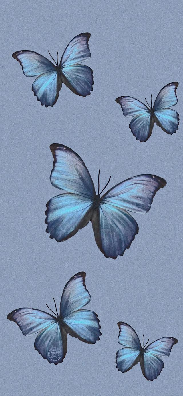 唯美有蝴蝶，微信头像，唯美有蝴蝶（超级惊艳靓丽的蝴蝶来了第二波）