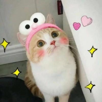 可爱猫咪头像萌萌哒高清2019微信萌宠头像猫咪呆萌看到这么可爱的小