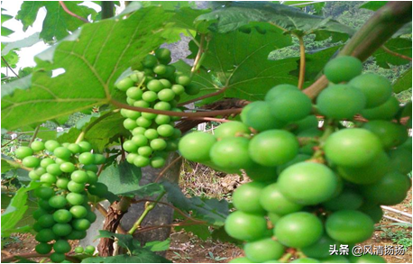 大绒球怎么种植，绒球花怎么种（葡萄全程种植管理、施肥方案）