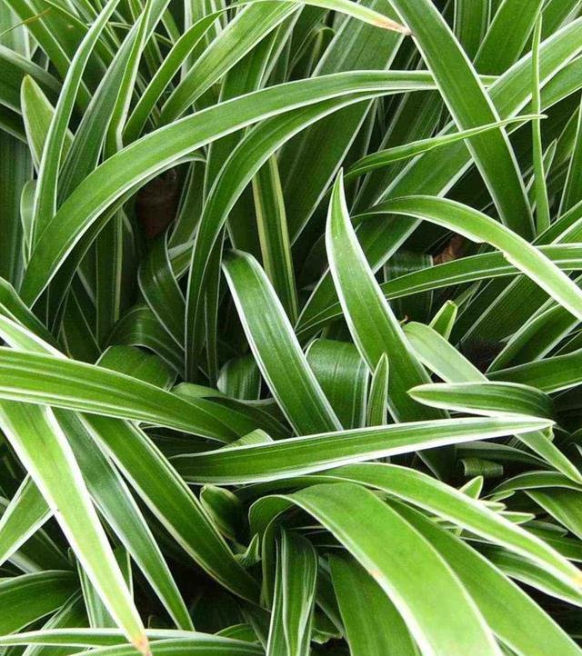 吊兰图片，最受欢迎的4种吊兰（吊兰开花的图片）