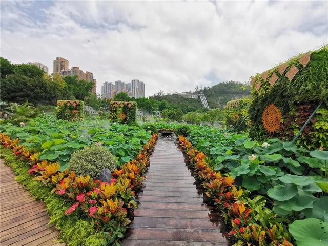 澳门的市花是什么，澳门的市花是什么名字（二十一届澳门荷花节体验这个莲花宝地）