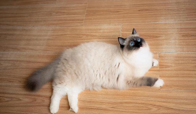 母猫应该绝育吗，它真的没有你想象的那么神奇