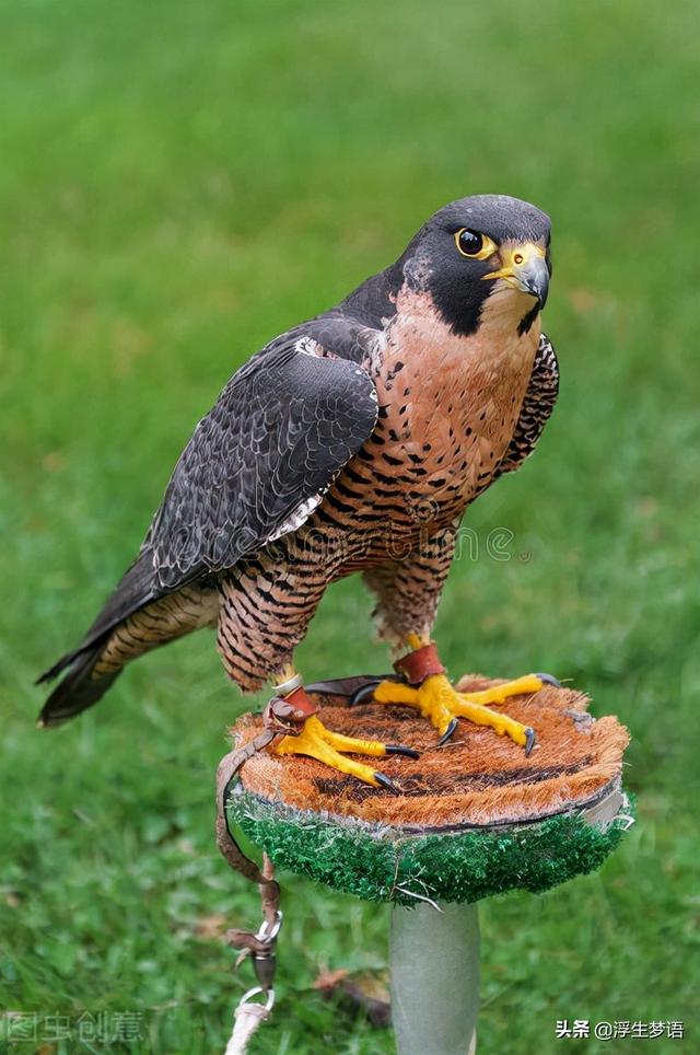 鸟字旁的字有哪些，寸加偏旁组成新字（三分钟了解华夏先民与的故事）