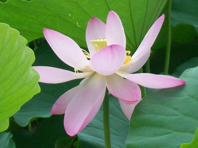 一花一世界一叶一菩提是什么意思，一花一世界一叶一菩提是什么意思（民间4大佛教花卉）