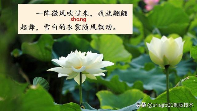 莲蓬的蓬是不是读轻声，莲蓬的蓬为什么读轻声（部编版语文三年级下册第3课《荷花》图文讲解）