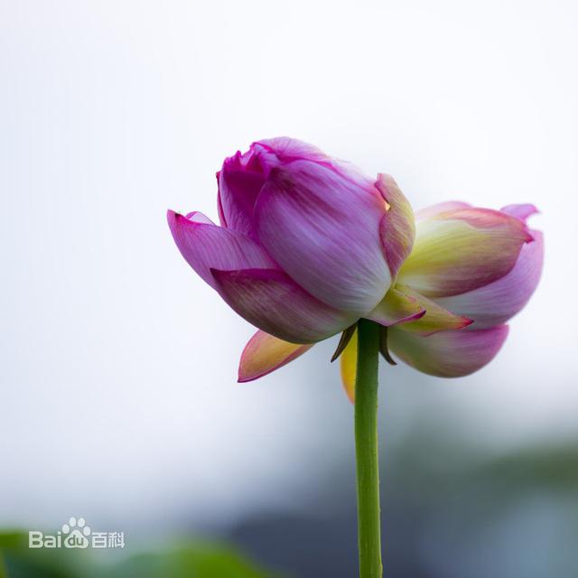 合欢花有什么寓意，这是十种象征爱情的花卉