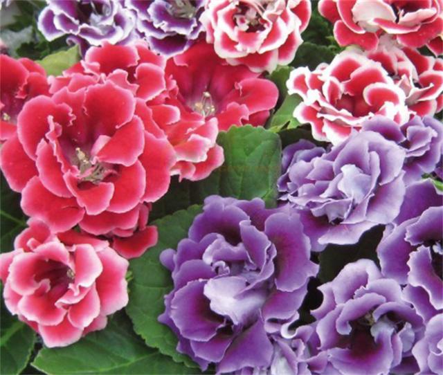 芙蓉花的养殖方法和注意事项，芙蓉花怎么养（芙蓉菊怎么养）