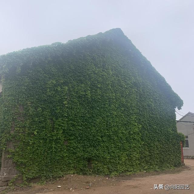 爬山虎的生长变化资料详细，枝条茂密容易躲长虫