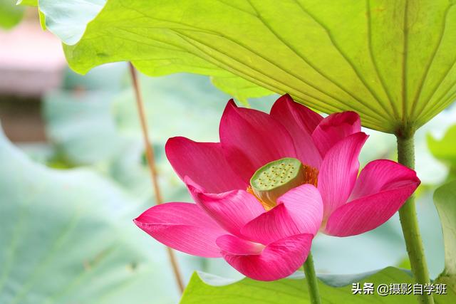 荷花有什么特点，荷花的特点和特性（帮你拍摄荷花不再千篇一律）