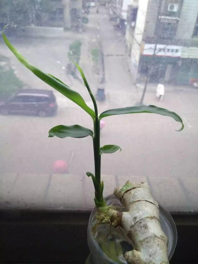 生姜芽怎么种，发芽的生姜丢盆里