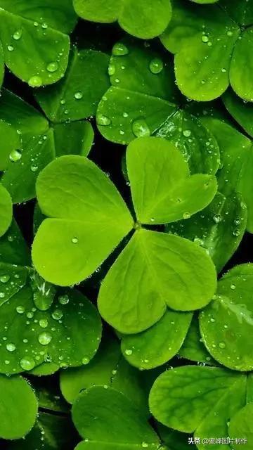 电脑桌面护眼壁纸，电脑桌面图片唯美（缓解眼疲劳，护眼的壁纸美图）