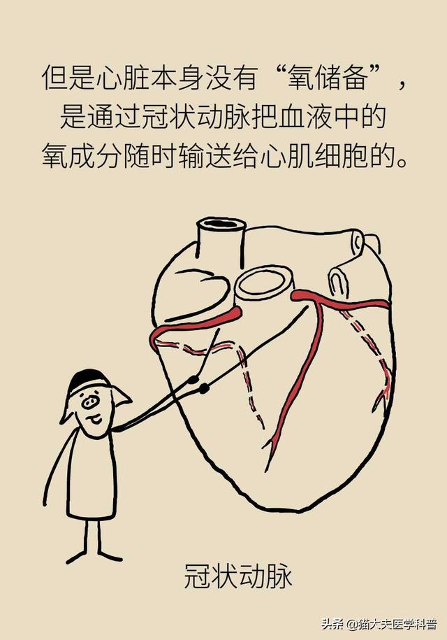 心肌缺血的原因，心脏缺血怎么办怎么补（心肌为什么会缺血）