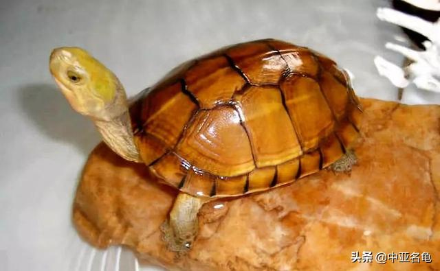 治疗乌龟眼病要注意什么，怎么预防乌龟眼睛肿胀（秋天，谨防乌龟出现烂眼病）