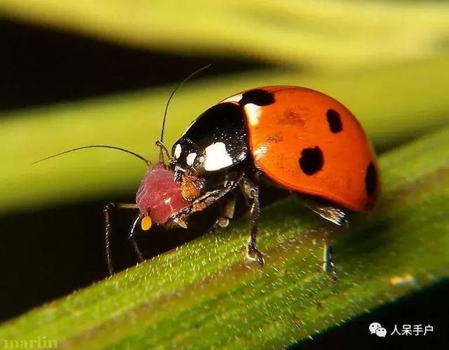 螟蛉蜾蠃的种间关系,螟蛉有子的种间关系(农田友军——捕食性天敌昆虫