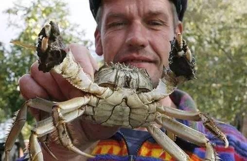 死螃蟹为什么不能吃，螃蟹哪些地方能吃（为什么死螃蟹不能吃）