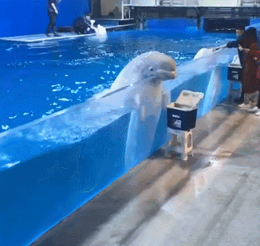 海豚和白鲸的区别，白鲸为什么是海豚（妹子的iPhone掉进大海后）