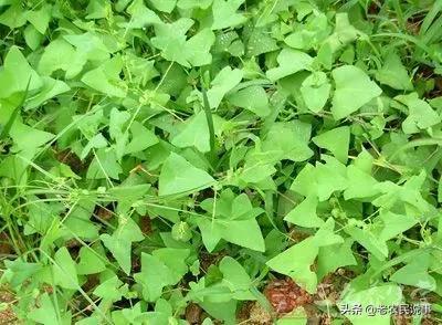 驱蛇最厉害的植物，听说二十蛇怕凤仙花（农家院子种上这4种东西）