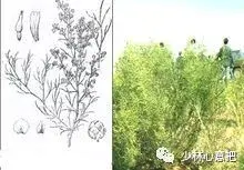 白牛胆的功效与作用，白牛胆的功效与作用禁忌（中药图片大全与功效）