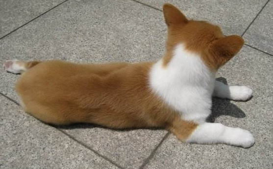 长毛柯基是串吗，什么样的柯基是长毛柯基（“纯种”和“串串”如何区分）