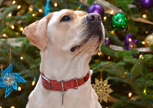 公认最温顺的七种狗你家上榜了吗，狗狗温顺度排行榜：这7种狗狗