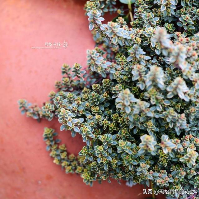 薰衣草如何过冬，薰衣草怎样过冬（西餐料理中常见的几种香草）