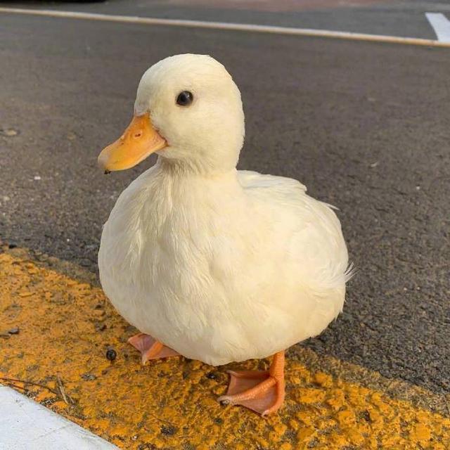 可爱捏，卡哇伊ฅฅ，微信头像，可爱捏，卡哇伊ฅฅ（可爱头像，卡哇伊！）