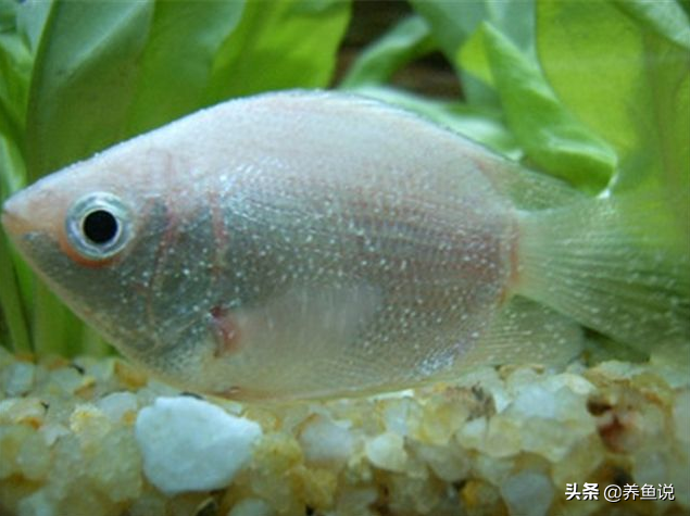 鱼出现白点病最简单的治疗，观赏鱼白点病怎么治（观赏鱼白点病不可怕）