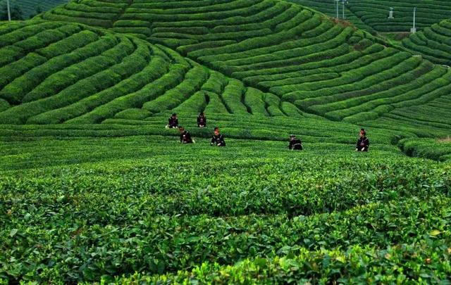 贵州十大名茶，贵州有哪些名茶（贵州这些名茶，你喝过几种）
