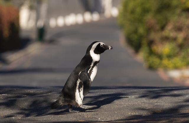 非洲有企鹅吗 ，非洲有企鹅吗蚂蚁（南非63只企鹅被蜜蜂蜇死）