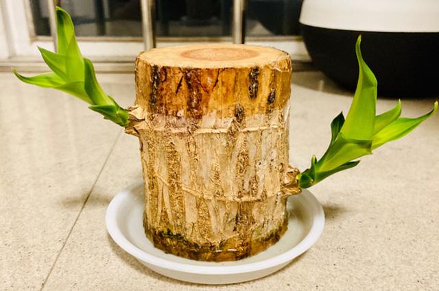 巴西木摆放禁忌，巴西木摆放禁忌风水（巴西木的养植特点和禁忌）