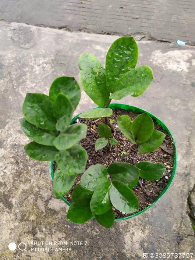 山药豆是什么，山药豆是什么样子的图片（挖出一把“山药豆”）