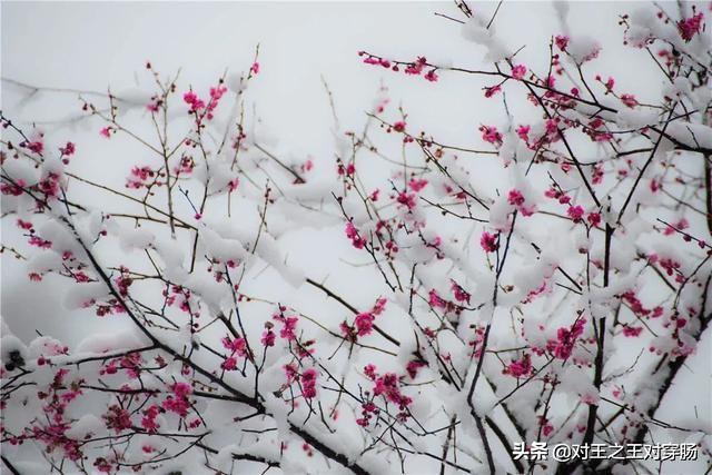 数九对什么，隆冬对什么。（梅花隆冬斗雪。下联：）