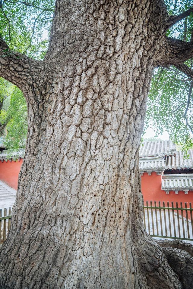 天下第一名刹是指，天下第一名刹指的是哪（少林寺究竟有多神奇）