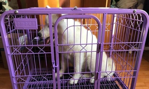 上班族养狗攻略，上班族如何养狗（可是需要注意什么呢）