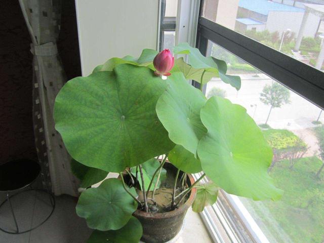 如何种植荷花，秋天还有大收获