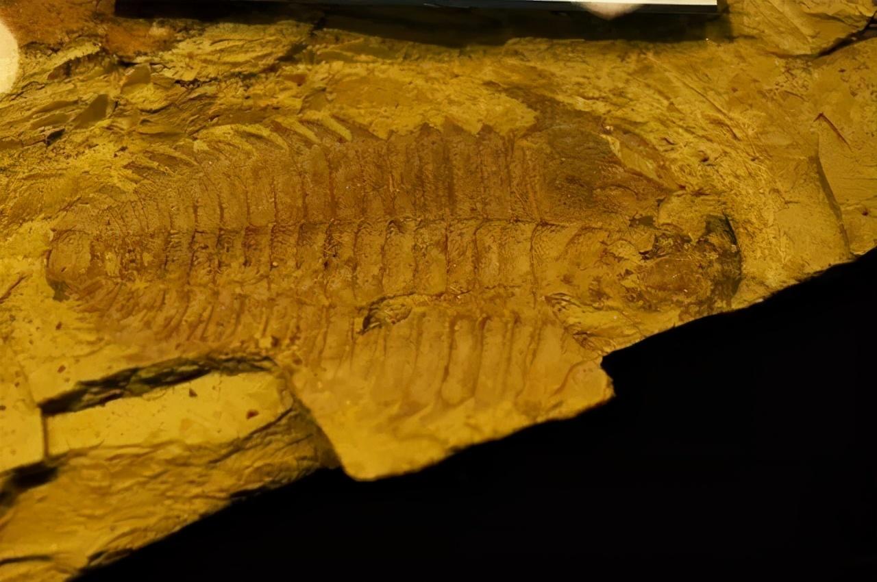 帽天山,全球三大寒武纪化石地之一,被誉为"世界古生物的圣地"