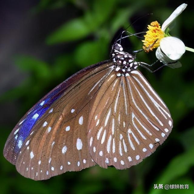 昆虫记绿蝈蝈生活环境，《昆虫记》重点昆虫