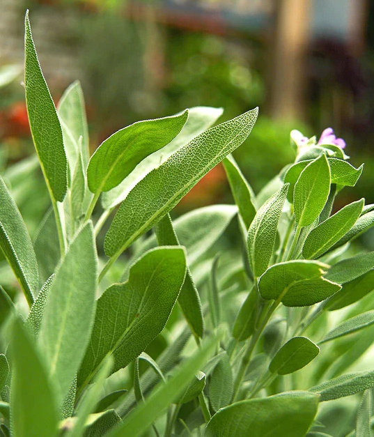 蓝花鼠尾草有几个品种，蓝花鼠尾草有几个品种图片（18种漂亮的鼠尾草）